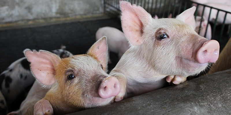 發改委啟動收儲—— 豬產業板塊昨應聲大漲